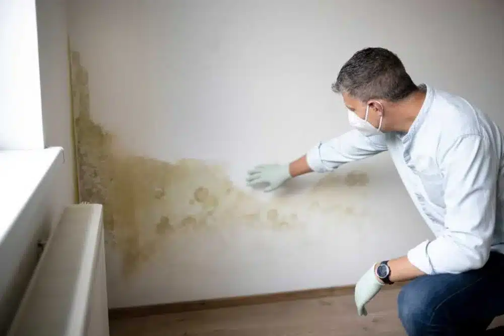 aspergillus mold in home