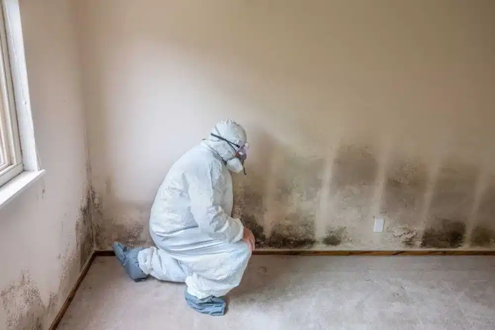 mold removal contractors